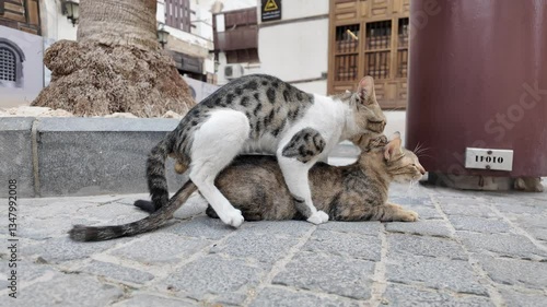 Two stray cats mating on a paved street in Jeddah, Saudi Arabia, surrounded by traditional buildings and a swaying palm tree, showcasing their natural instinct and behavior