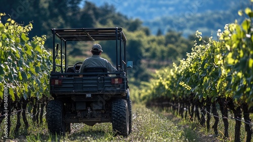 Vineyard worker driving ATV through rows of grape vines
