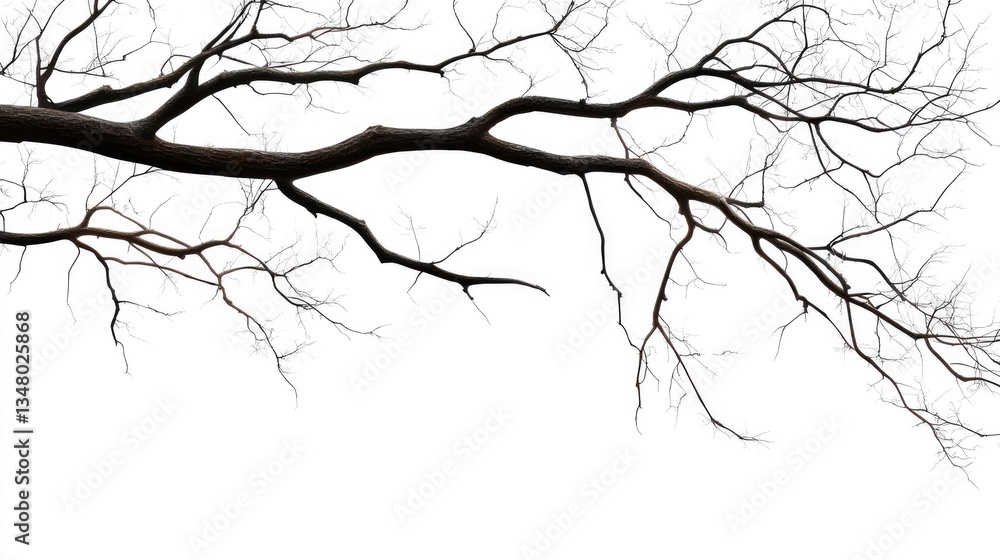 Fototapeta premium Bare tree branches against white background