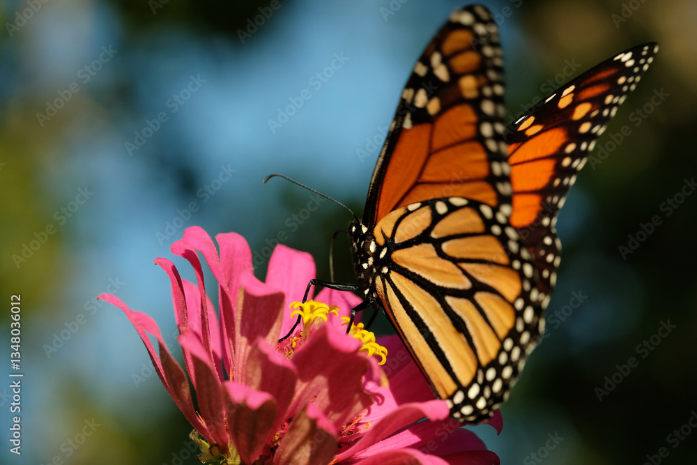 Fototapeta premium Monarch butterfly closeup during summer on zinnia flower in garden.