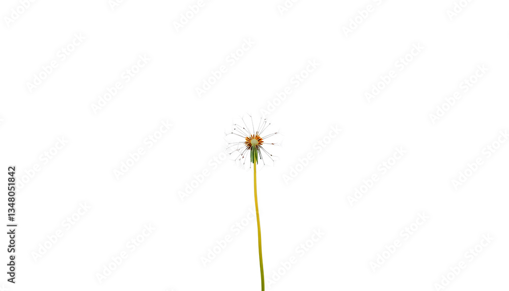 custom made wallpaper toronto digitalSingle dandelion seed floating in a vast white space, creating a minimalist and airy composition 2