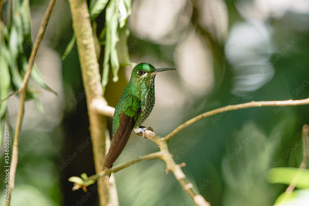 Green hummingbird perched on a branch in tropical rainforest Green hummingbird perched on a branch in tropical rainforest