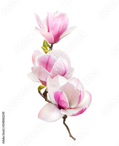 tender pink magnolia flowers isolated on transparent background