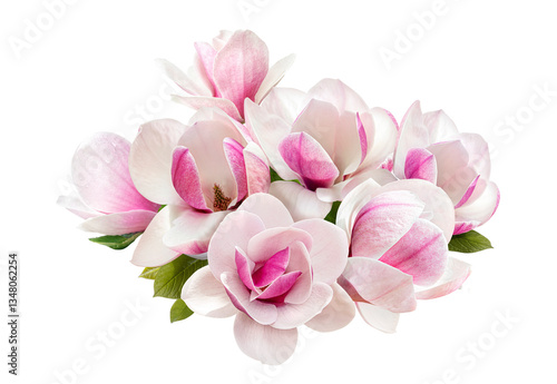 tender pink magnolia flowers isolated on transparent background