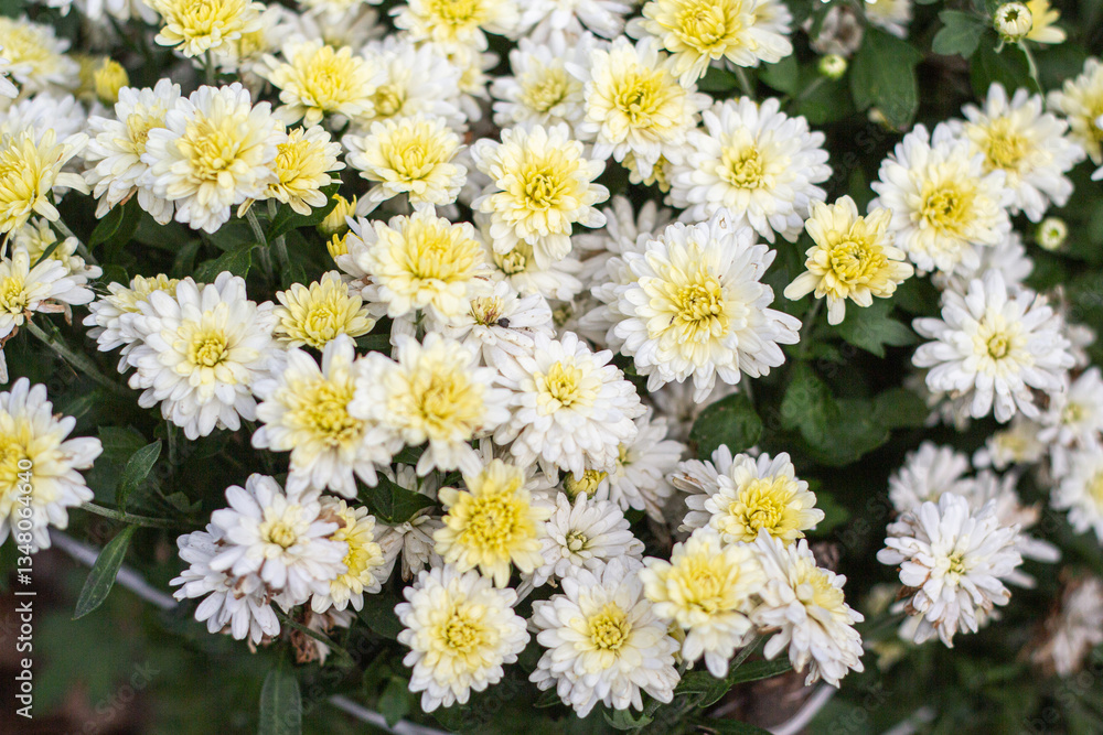 Obraz premium bouquet of white flowers