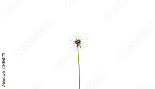 Wallpaper Mural Single dandelion seed floating in a vast white space, creating a minimalist and airy composition Torontodigital.ca