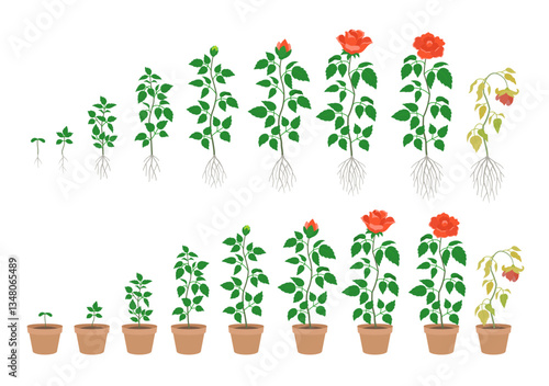 Growth Stages of Rose - Vector Illustration
