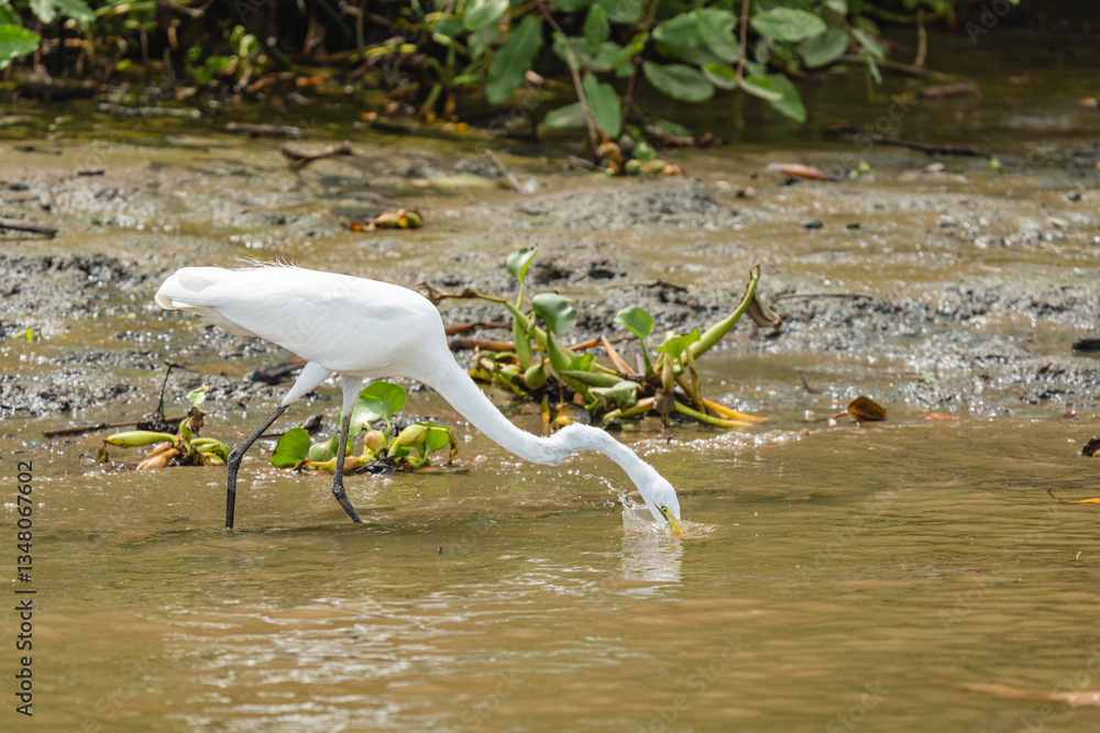 Obraz premium Great egret hunting in shallow wetland water, beak submerged
