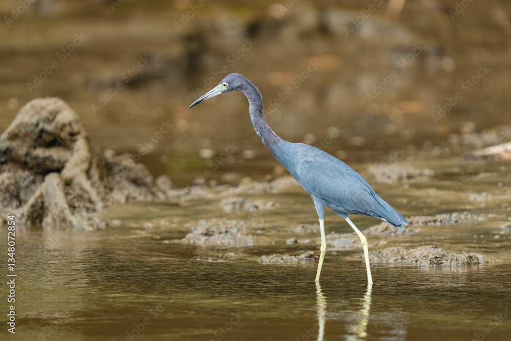 Fototapeta premium Little blue heron wading in muddy wetland in Costa Rica