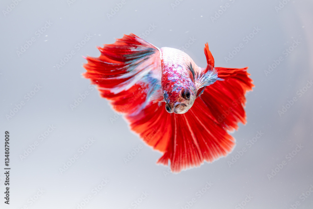 Vibrant betta fish swimming gracefully clear water aquatic habitat underwater Vibrant betta fish swimming gracefully clear water aquatic habitat underwater