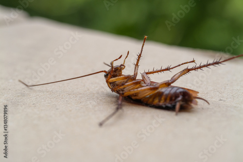 Insect encounter cockroach discovery flat surface indoor environment close-up view photo