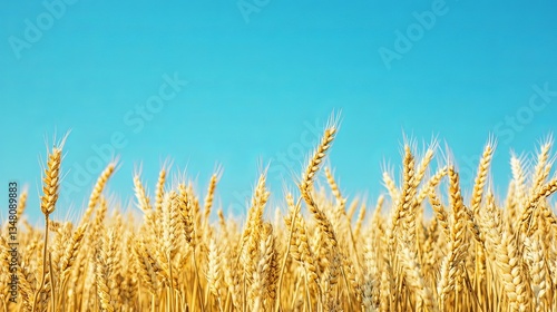 Wallpaper Mural Golden wheat field under a clear blue sky, symbolizing agriculture and rural life. Torontodigital.ca