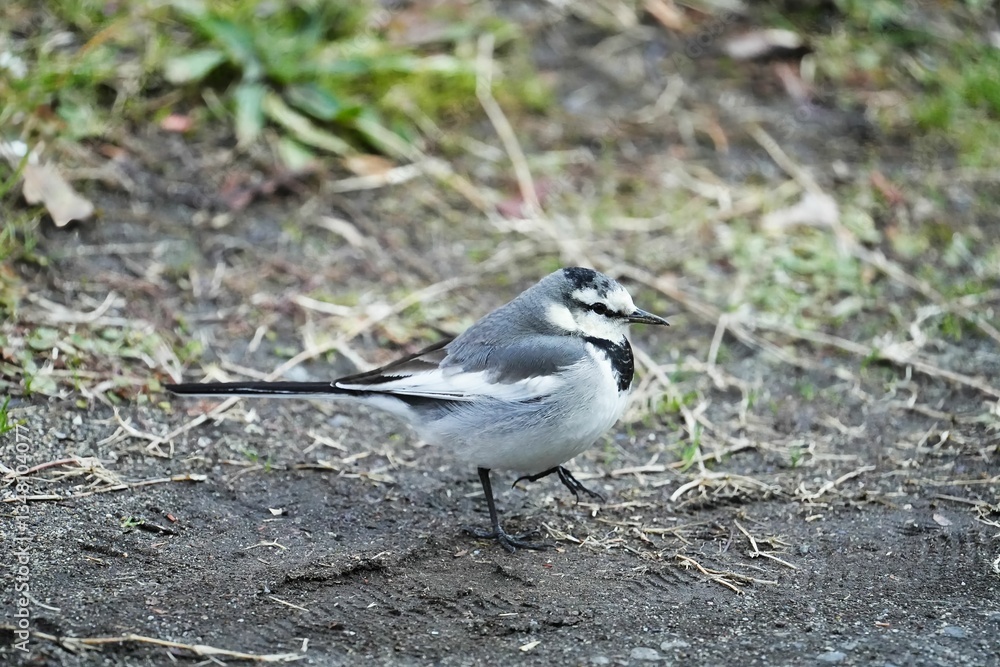 Fototapeta premium ふんわり可愛い冬のハクセキレイ