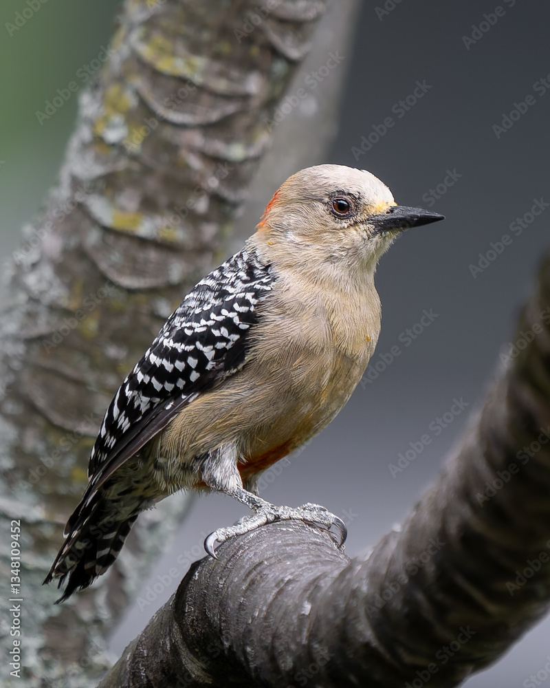 Fototapeta premium Red-crowned Woodpecker