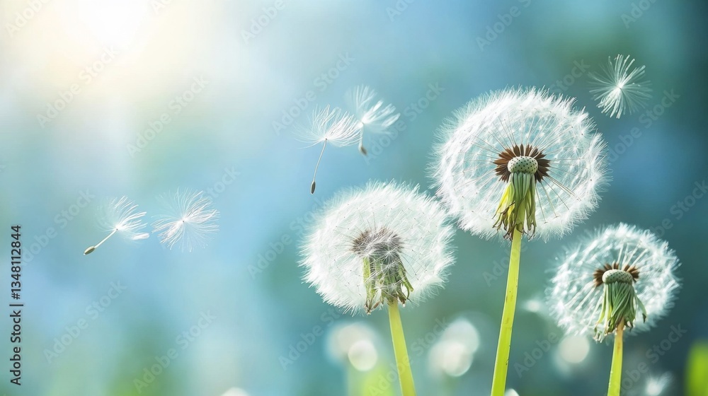 Dandelion seeds blowing in gentle summer breeze Dandelion seeds blowing in gentle summer breeze