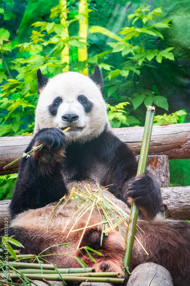 Obraz premium The Giant Panda Bear sits while eating a bamboo stalk