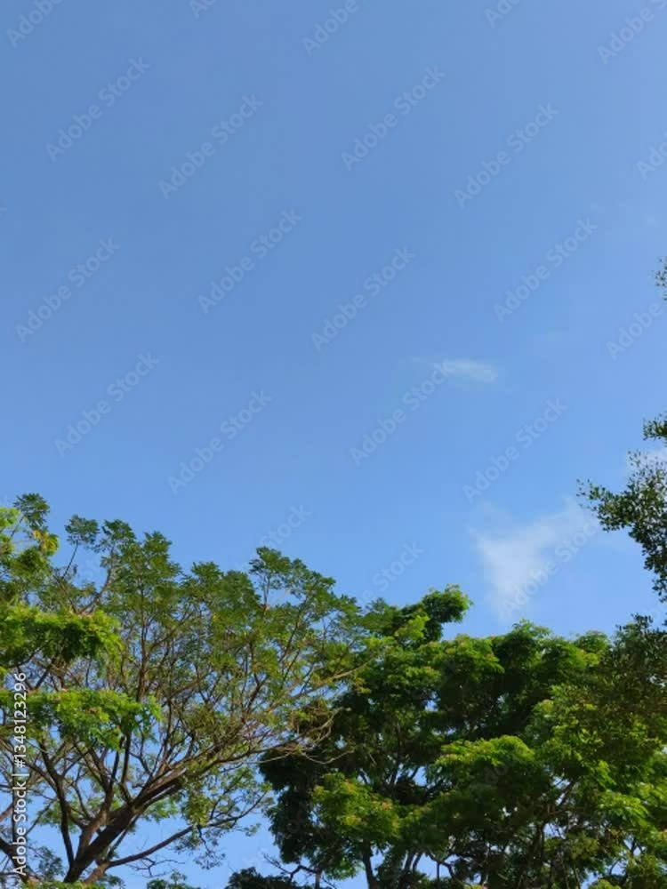 Majestic tall tree with dense green foliage and blue sky Majestic tall tree with dense green foliage and blue sky