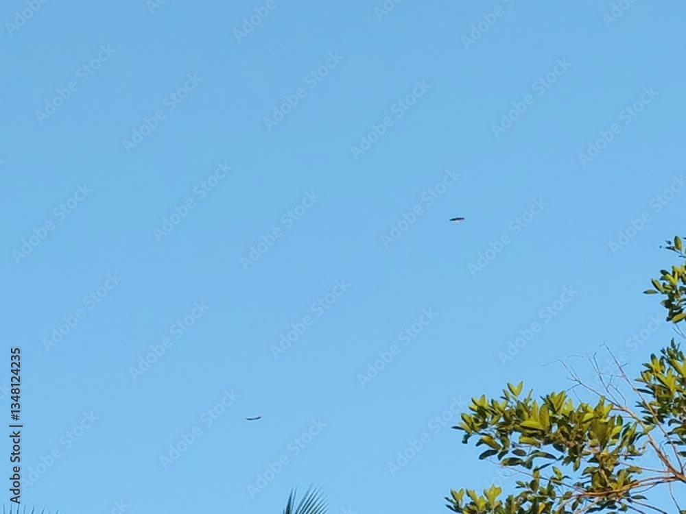 Colorful kite soaring in the clear blue sky Colorful kite soaring in the clear blue sky