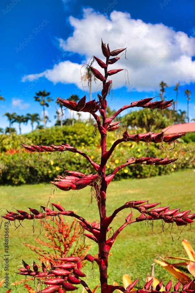 Fotografie Honolulu, Hawai'i, USA