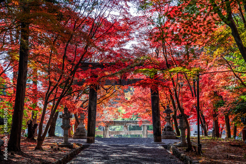 京都の大原野神社の秋景色