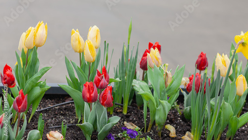 Wallpaper Mural spring flower bed with blooming red and yellow tulips Torontodigital.ca