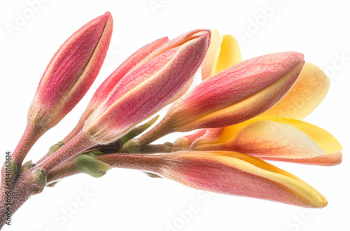 Close-Up View Of Blossoming Yellow And Pink Flower Buds Against A White Background.The View Shows Vibrant Colors, Delicate Petals, and Freshness. The Blossoms Are In Full Bloom