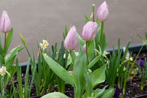 Wallpaper Mural spring flowerbed with blooming tulips and daffodils Torontodigital.ca