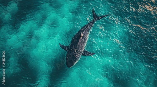 Great white shark swimming in clear, turquoise ocean waters. Aerial view
