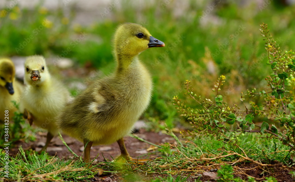 baby goose 1330 baby goose 1330