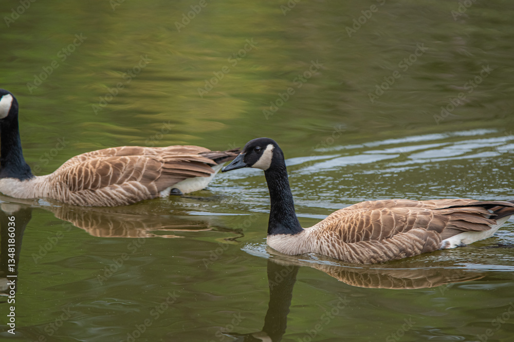 A goose on the water is a picture of peace—drifting, paddling, and letting life unfold naturally, Suwanee, Georgia, United States of America A goose on the water is a picture of peace—drifting, paddling, and letting life unfold naturally, Suwanee, Georgia, United States of America