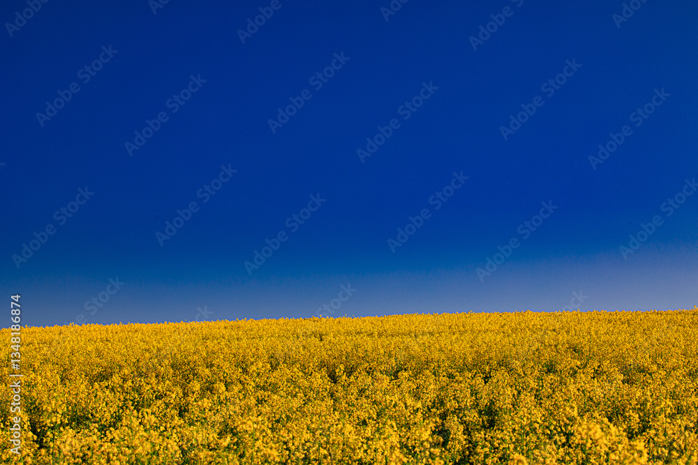 Fototapeta premium Canola field with blue sky