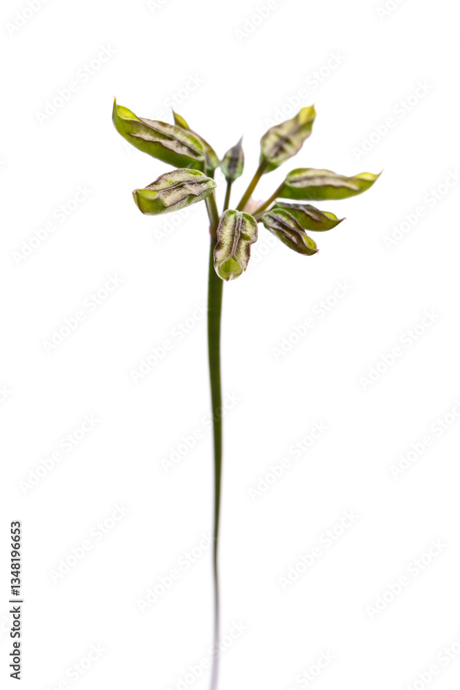 Fototapeta premium バイカオウレンの袋果 Coptis quinquefolia