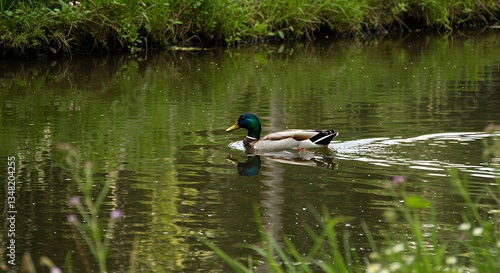 Mallard Duck Swimming in Calm Pond with Greenery Reflections