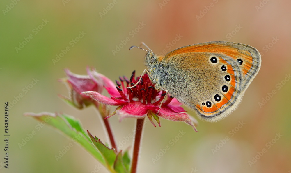 Fototapeta premium Coenonympha leander 1336