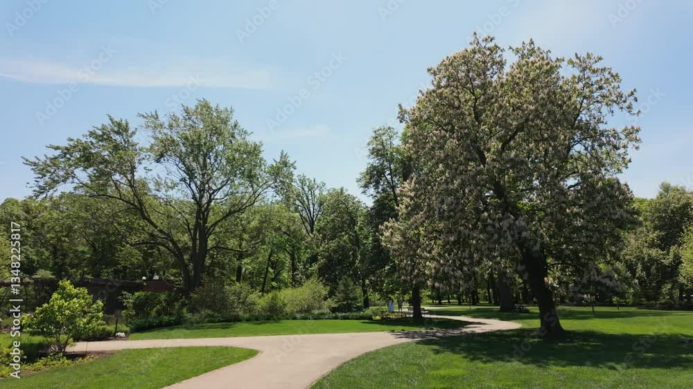 Flowering chestnut high tree with green foliage in the beautiful park on bright sunny spring day . Wide camera move footage Flowering chestnut high tree with green foliage in the beautiful park on bright sunny spring day . Wide camera move footage
