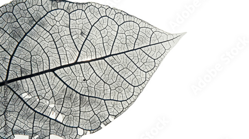 Close-up of a skeleton leaf showing intricate vein structure on transparent background