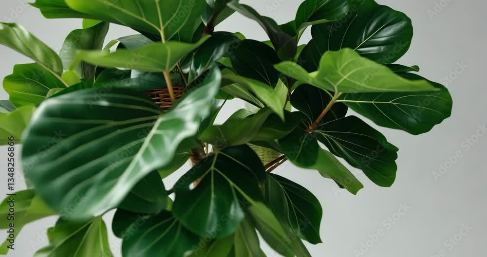 A Fiddle Leaf Fig indoor potted plant with large, green, shiny leaves planted in a rattan basket. Popular air purifier plant for tropical minimal design. Isolated on white background. A Fiddle Leaf Fig indoor potted plant with large, green, shiny leaves planted in a rattan basket. Popular air purifier plant for tropical minimal design. Isolated on white background.