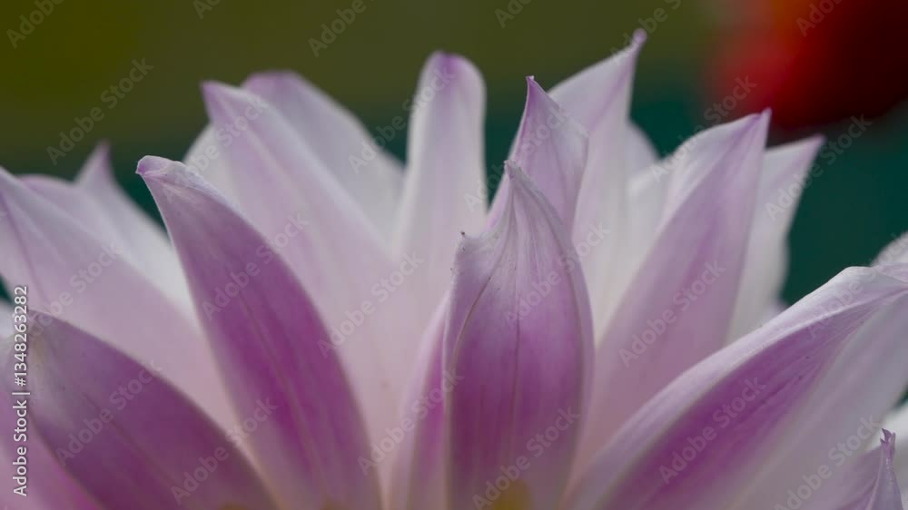 Closeup video of various colorful dahlia flower. Closeup video of various colorful dahlia flower.