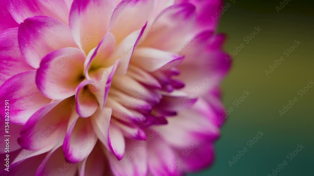 Closeup video of various colorful dahlia flower. Closeup video of various colorful dahlia flower.