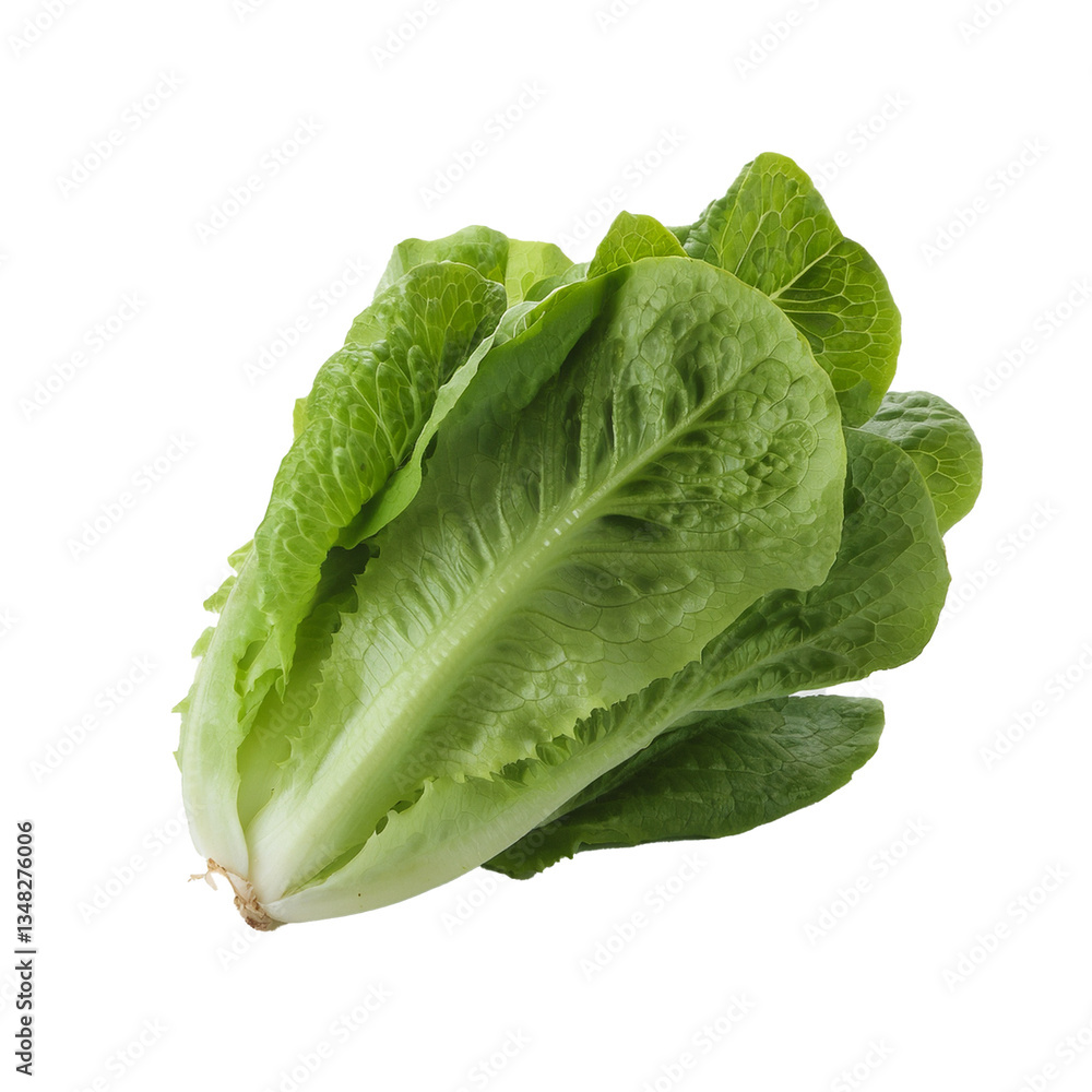 Fresh Green Romaine Lettuce on White Background Fresh Green Romaine Lettuce on White Background
