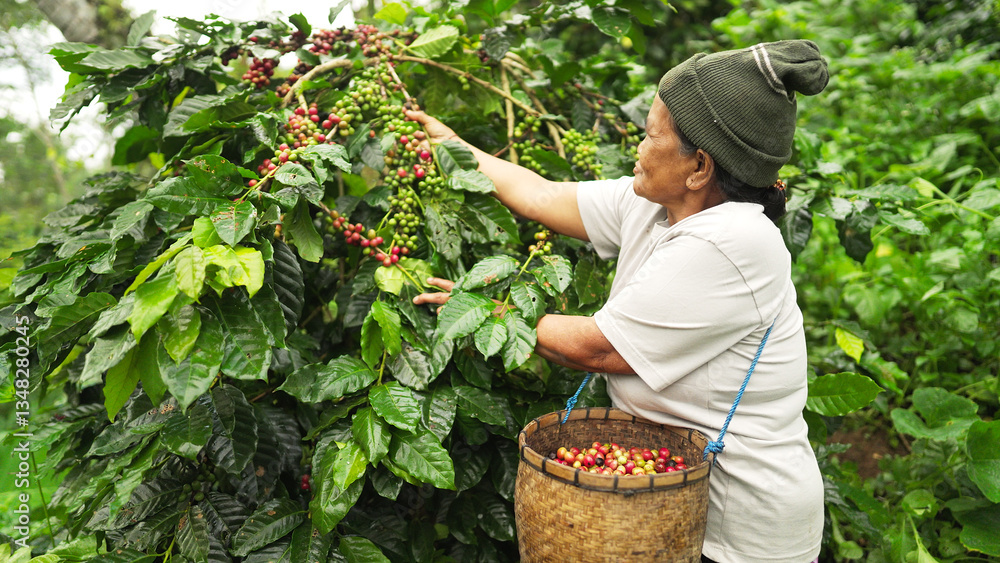 Fototapeta premium Old indonesian female farmer harvesting ripe red arabica coffee cherries for premium beans on farm in southeast asia. Concept of traditional and sustainable farming