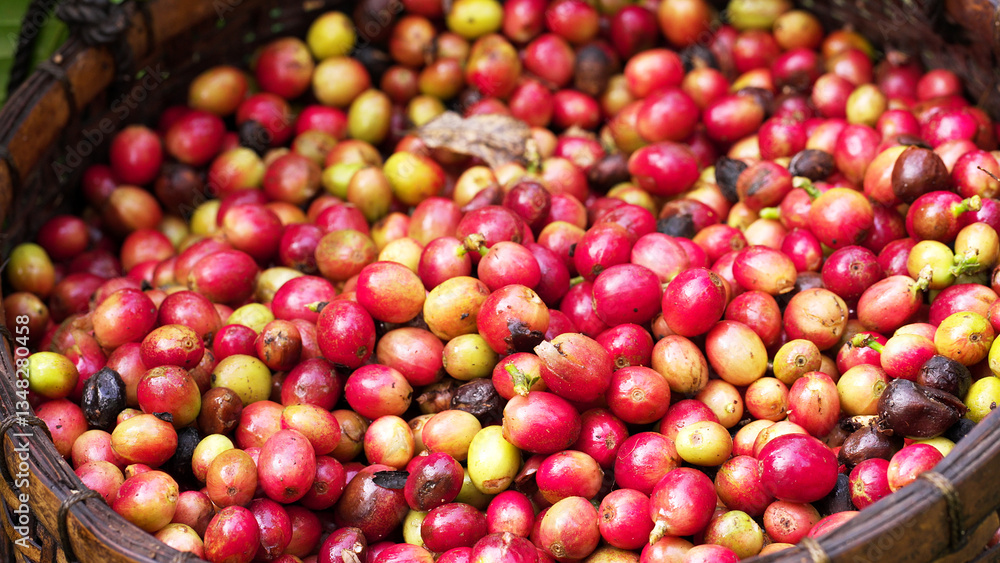 Basket full of freshly harvested arabica coffee berries falling in slow motion, ripe beans for premium coffee production Basket full of freshly harvested arabica coffee berries falling in slow motion, ripe beans for premium coffee production