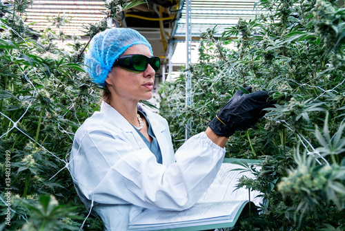 Technician evaluates cannabis plants, documenting growth data in a medical marijuana plantation.