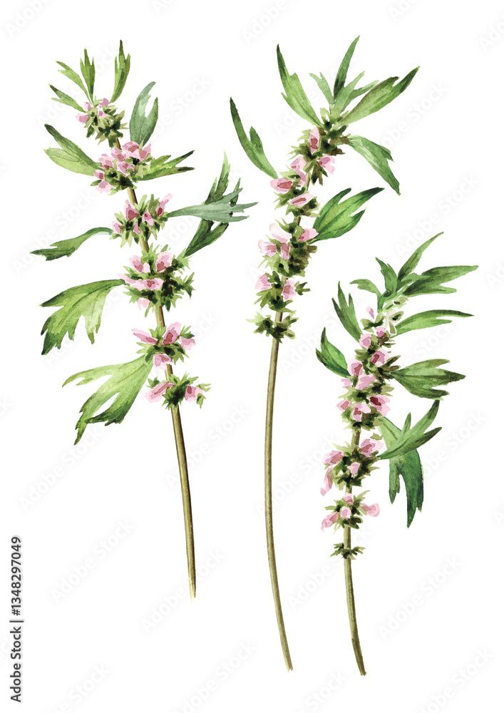 Fototapeta premium Motherwort, medicinal plant with flowers and green leaves set. Hand drawn watercolor illustration isolated on white background