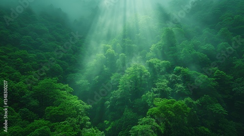 Lush green forest with sunbeams creating a dreamy atmosphere