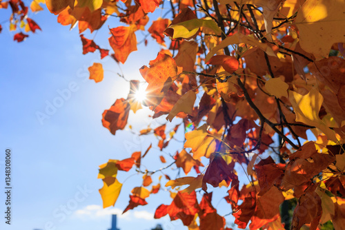 紅葉した葉と秋の青空