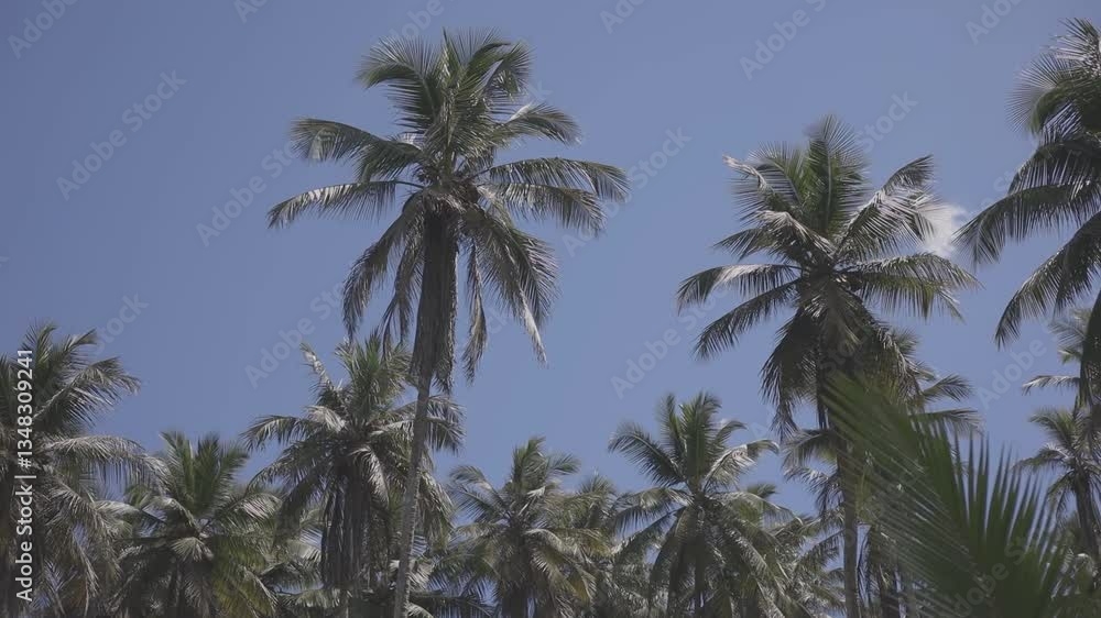 tall coconut palms with a beautiful blue sky, c-log 8bit hd video, canon eos R tall coconut palms with a beautiful blue sky, c-log 8bit hd video, canon eos R