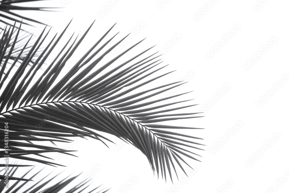 Fototapeta premium close up of a palm tree with a white background