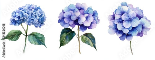 Delicate Watercolor Hydrangea Blooms