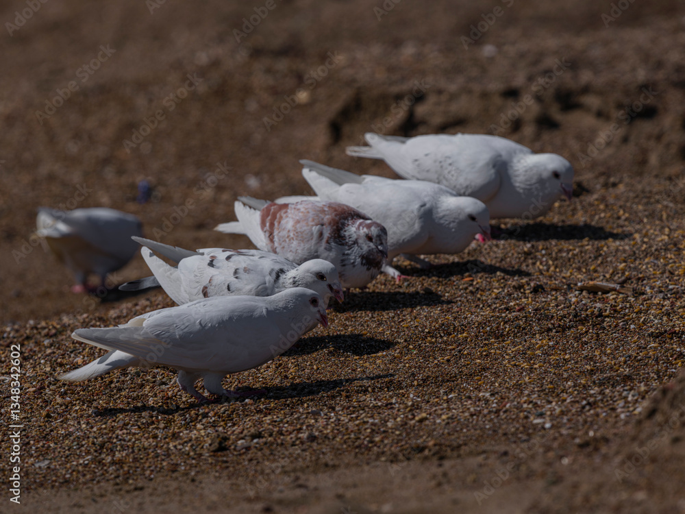 Fototapeta premium white doves on the beach
